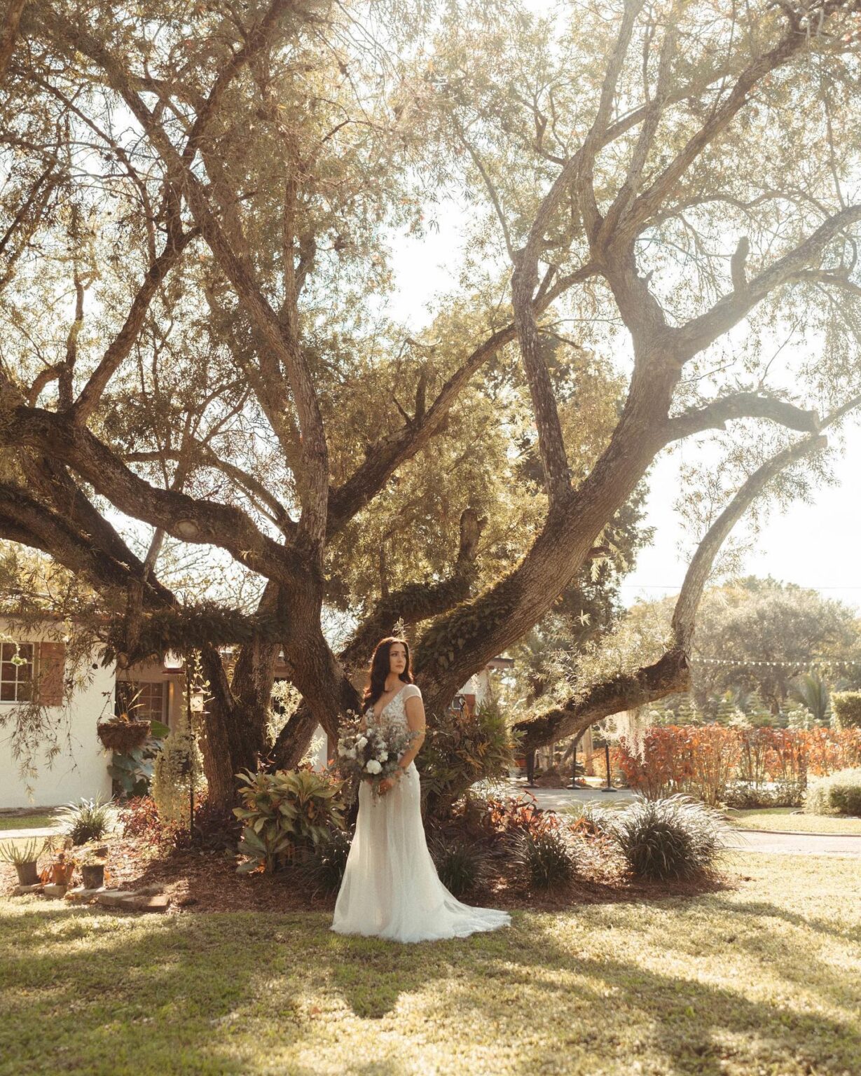 Bride standing under a centennial oak tree in golden light at Cinco Farm Miami